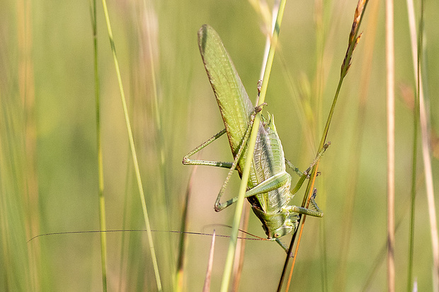 kobylka zelená ♂ Tettigonia viridissima (Linnaeus, 1758)