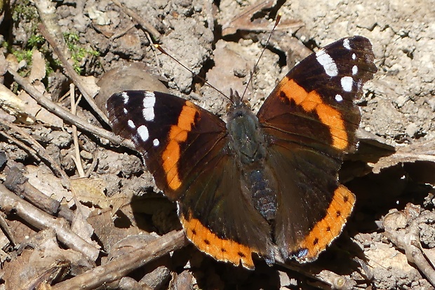 babôčka admirálska  Vanessa atalanta