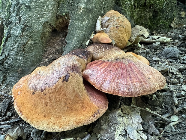 pečeňovec dubový Fistulina hepatica (Schaeff.) With.