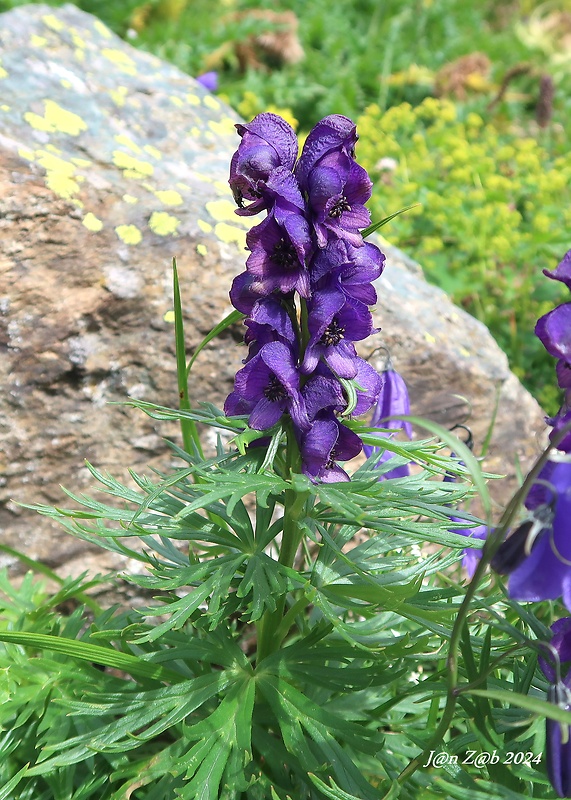 prilbica Aconitum tauricum Wulfen