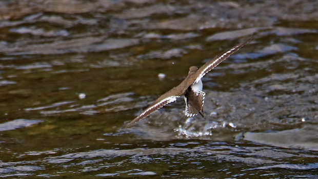 kalužiačik malý  Actitis hypoleucos