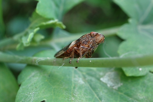 peniarka jelšová Aphrophora alni