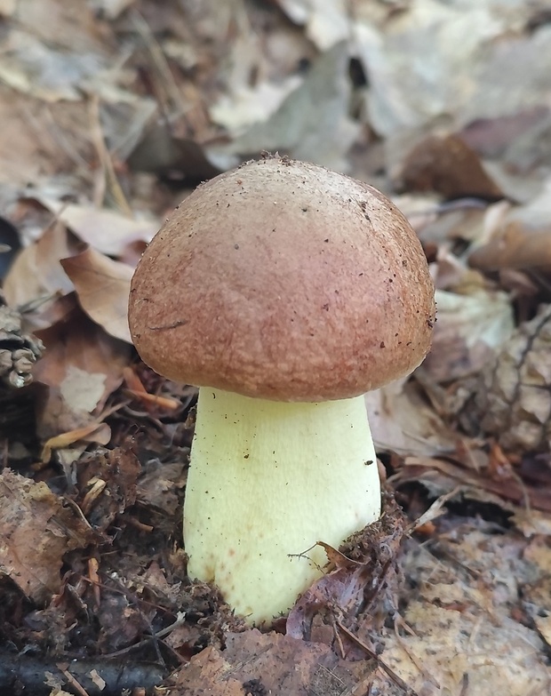 hríb príveskatý Butyriboletus appendiculatus (Schaeff. ex Fr.) Secr.