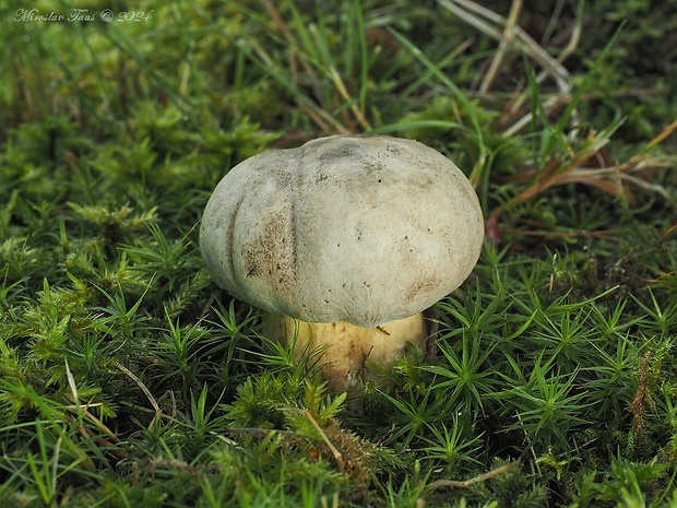 hríb horký Caloboletus radicans (Pers.) Vizzini