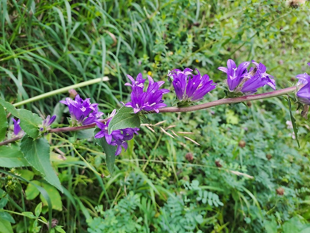 zvonček klbkatý plstnatý Campanula glomerata subsp. farinosa (Andrz.) Kirschl.