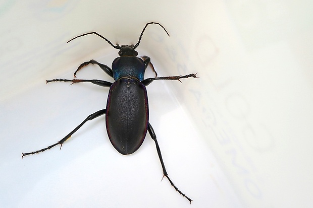 bystruška fialová Carabus violaceus