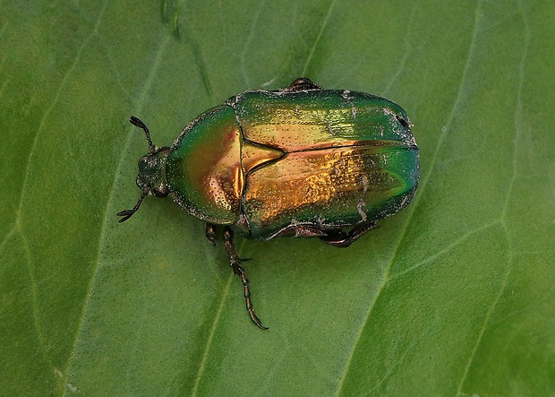 zlatoň obyčajný Cetonia aurata