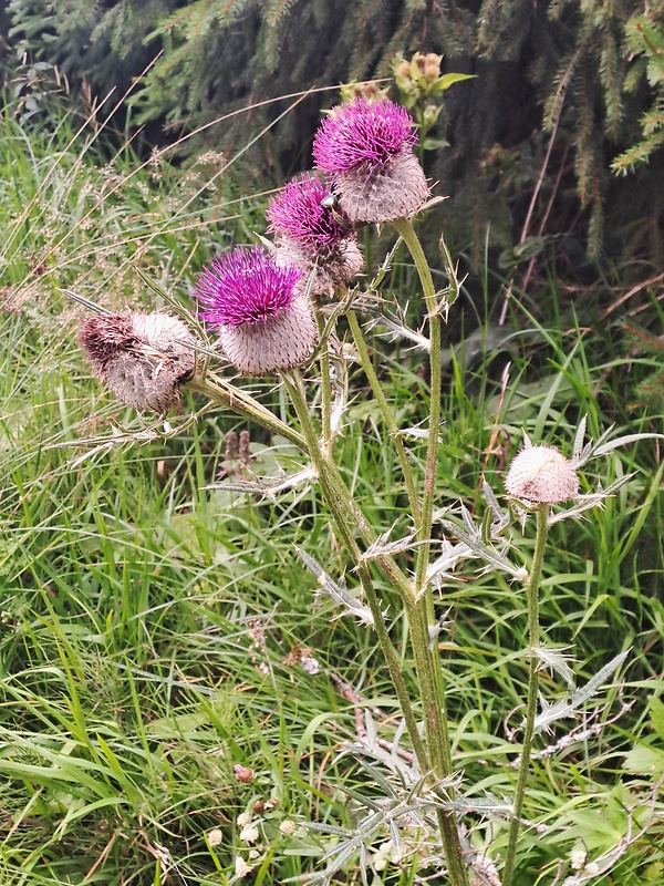 pichliač bielohlavý Cirsium eriophorum (L.) Scop.