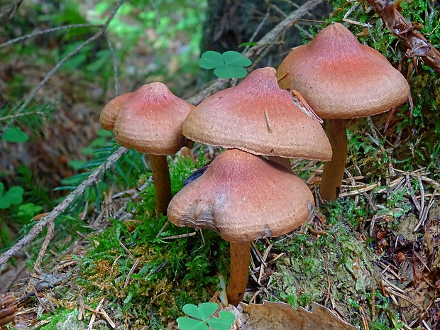 pavučinovec Cortinarius sp.