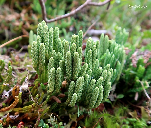 plavúnik alpínsky Diphasiastrum alpinum (L.) Holub