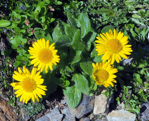 kamzičník chlpatý Doronicum stiriacum (Vill.) Dalla Torre