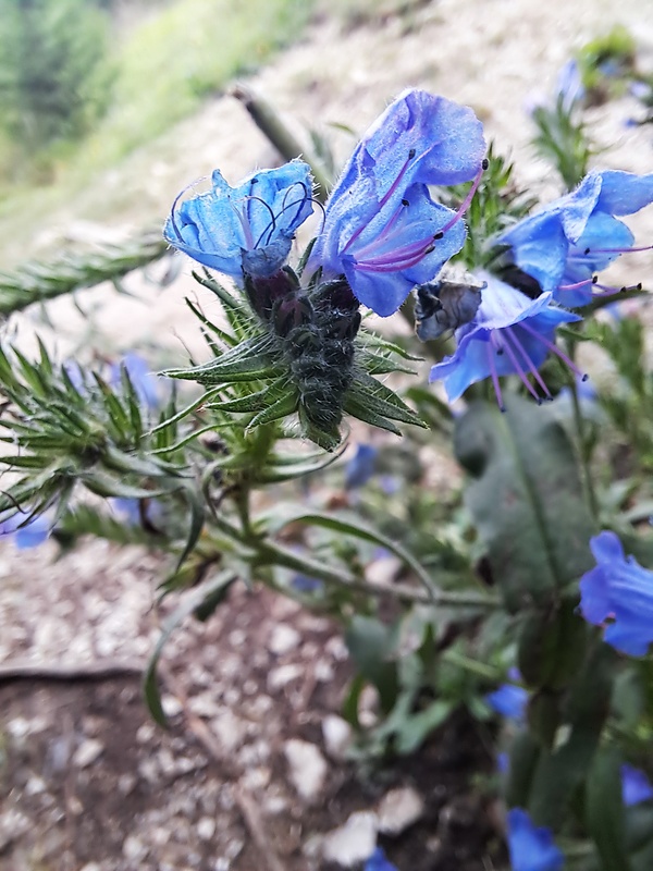 hadinec obyčajný Echium vulgare L.