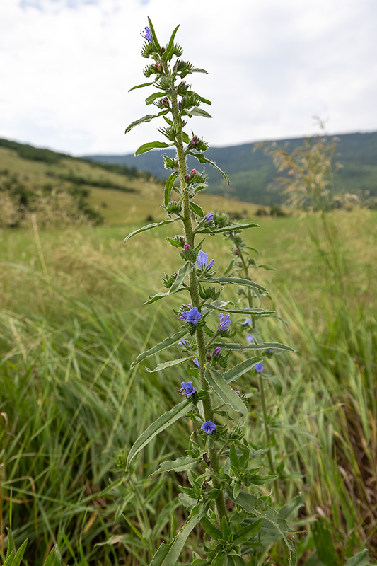 hadinec obyčajný Echium vulgare L.