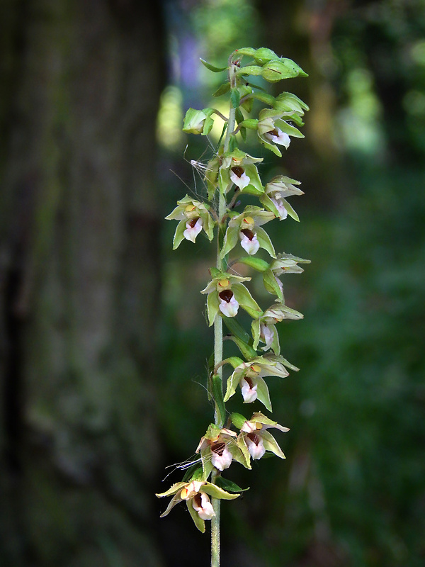 kruštík širokolistý pravý Epipactis helleborine subsp. helleborine (L.) Crantz