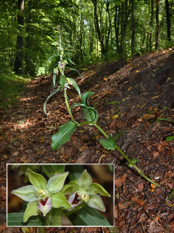 kruštík rožkatý Epipactis muelleri Godfery