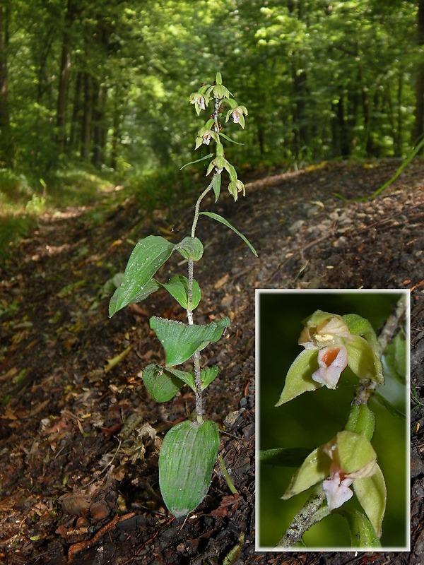 kruštík voethov Epipactis voethii Robatsch