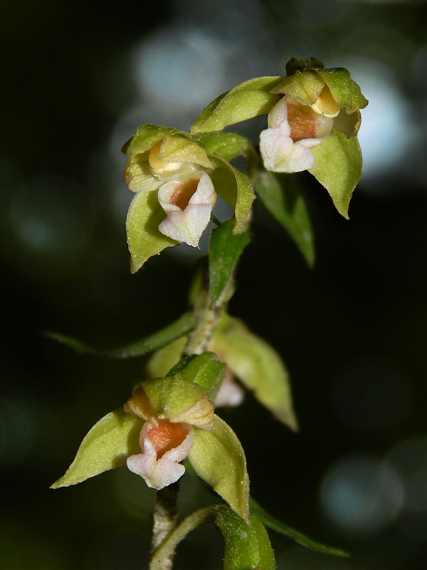 kruštík voethov Epipactis voethii Robatsch