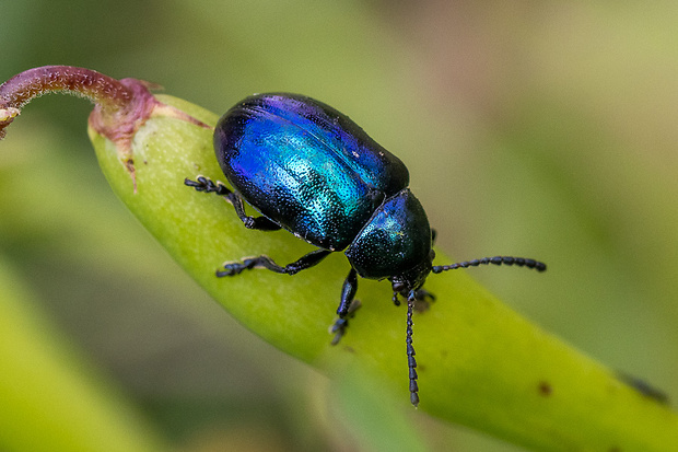 liskavka Eumolpus asclepiadeus