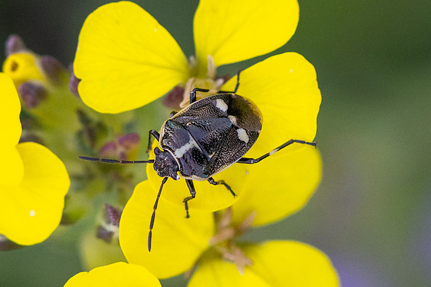 bzdocha kapustová Eurydema oleracea  Linnaeus, 1758