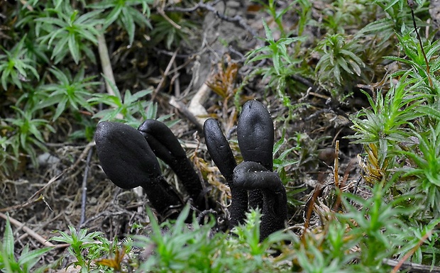 jazýček Geoglossum atropurpureum (Batsch) Pers.