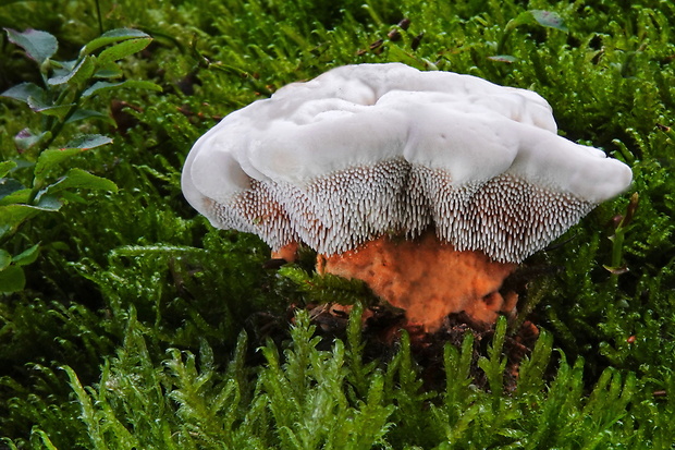 jelenkovka oranžová Hydnellum floriforme (Schaeff.) Banker