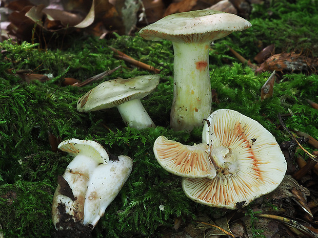 rýdzik ostrý Lactarius acris (Bolton) Gray