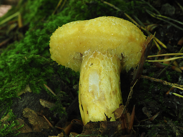 rýdzik nádherný Lactarius repraesentaneus Britzelm.