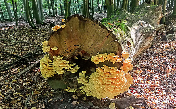 sírovec obyčajný Laetiporus sulphureus (Bull.) Murrill