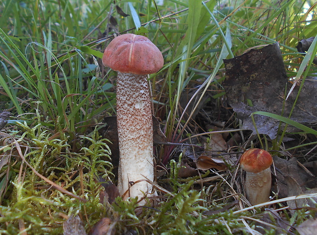 kozák dubový Leccinum aurantiacum (Bull.) Gray