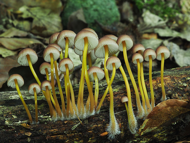 prilbička žltohlúbiková Mycena renati Quél.