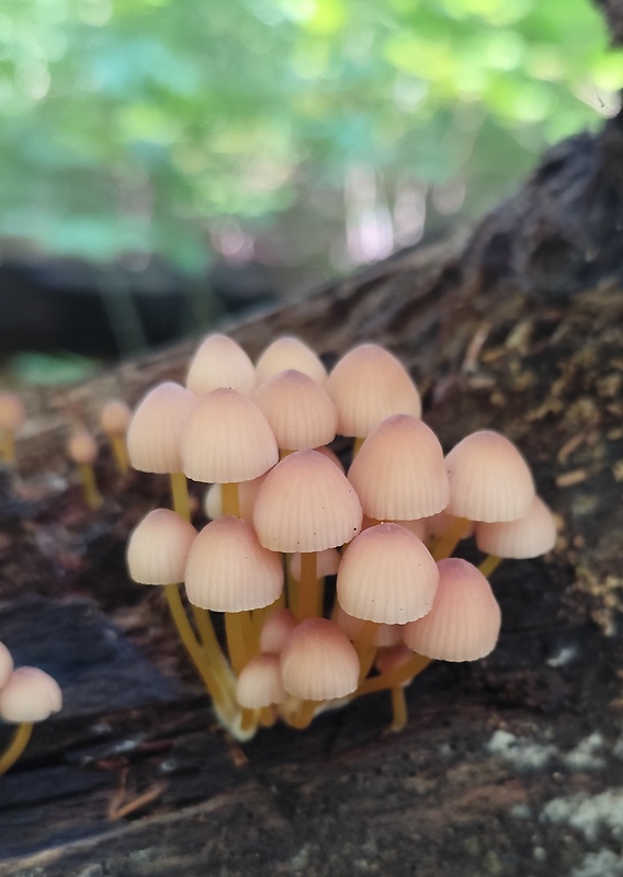 prilbička žltohlúbiková Mycena renati Quél.