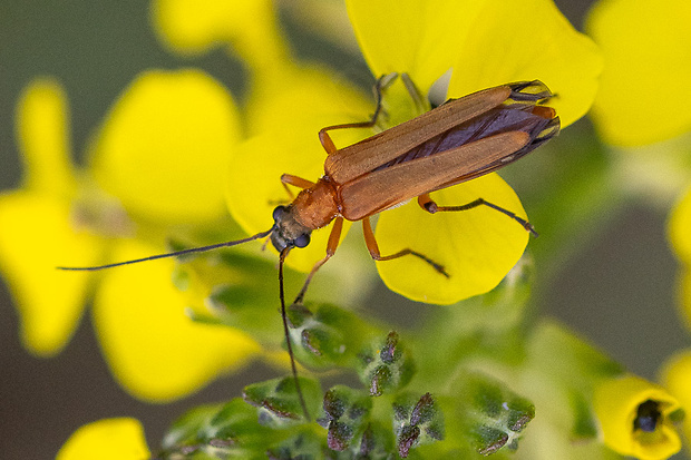 stehnáč Oedemera podagrariae