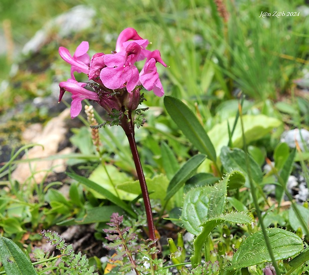 všivec Pedicularis rostratocapitata Crantz