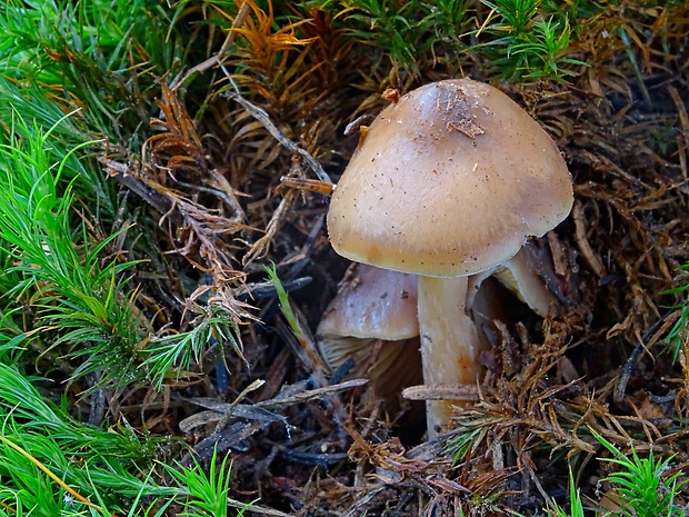 koreňovica zahrotená Phaeocollybia lugubris (Fr.) R. Heim