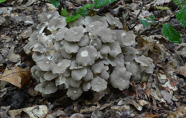 trúdnik klobúčkatý Polyporus umbellatus (Pers.) Fr.