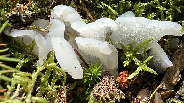 pajelenka želatínová Pseudohydnum gelatinosum (Scop.) P. Karst.