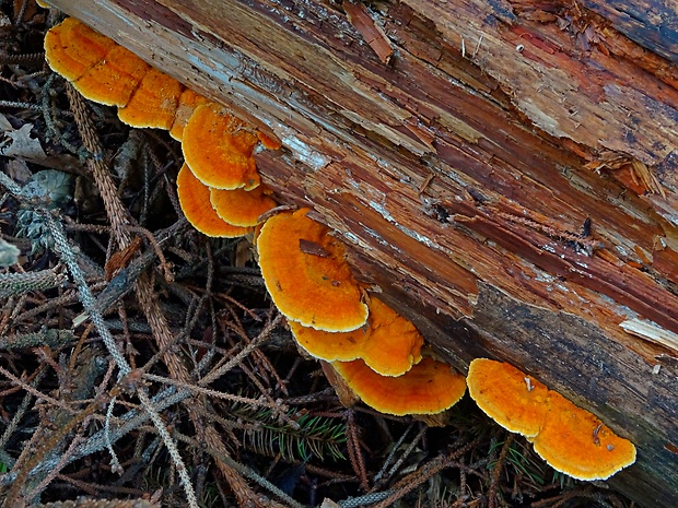 oranžovec vláknitý Pycnoporellus fulgens (Fr.) Donk