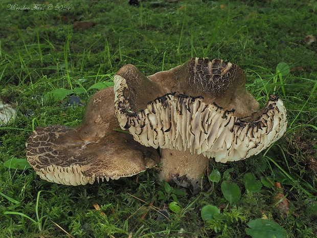 plávka černejúca Russula nigricans Fr.