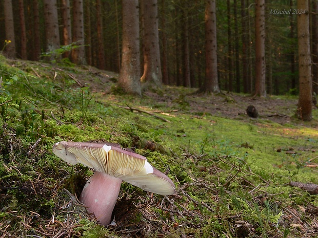 plávka olivová Russula olivacea (Schaeff.) Fr.