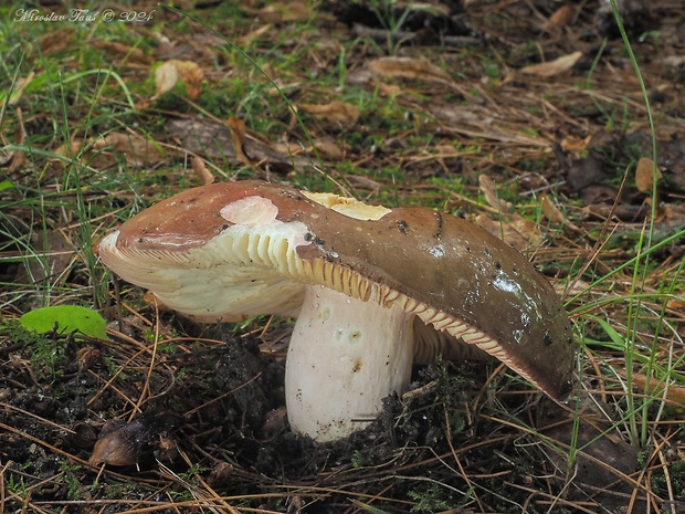 plávka olivová Russula olivacea (Schaeff.) Fr.