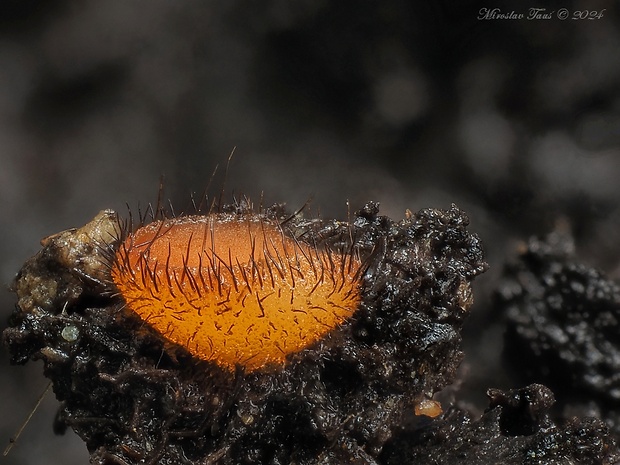 štítovnička Scutellinia sp.