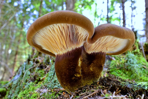 čechračka tmavohlúbiková Tapinella atrotomentosa (Batsch) Šutara