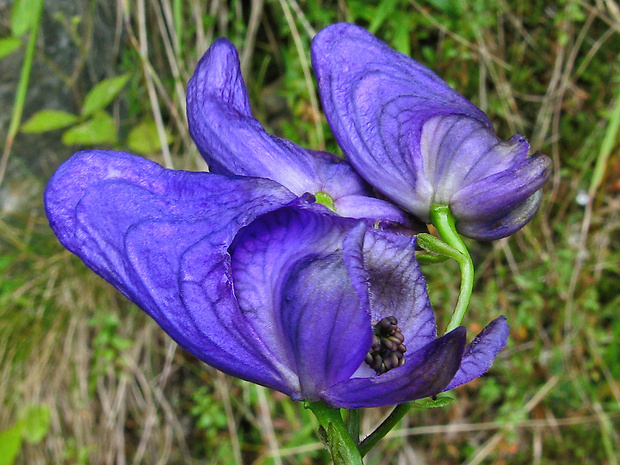 prilbica pestrá Aconitum variegatum L.