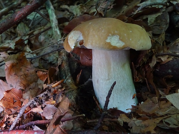 hríb smrekový Boletus edulis Bull.