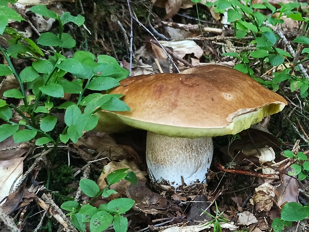 hríb smrekový Boletus edulis Bull.