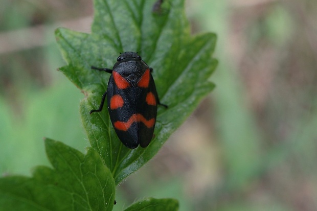 peniarka nížinná Cercopis sanguinolenta