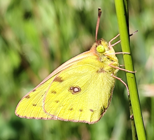 žltačik Colias sp.