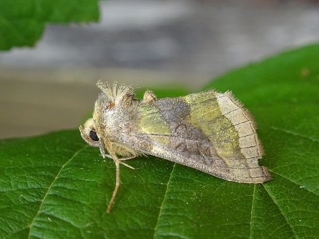 mora zlatistá Diachrysia chrysitis