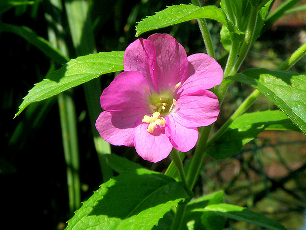 vŕbovka chlpatá Epilobium hirsutum L.