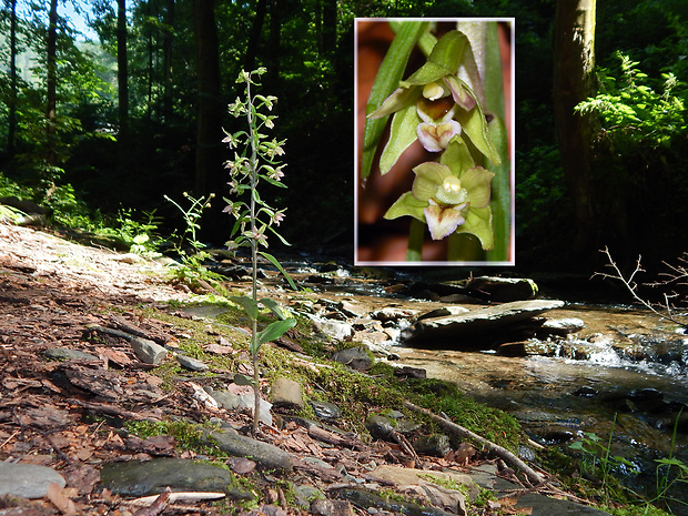 kruštík greuterov Epipactis greuteri H. Baumann et Künkele